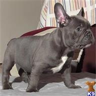 french bulldog puppy posted by jl4597090