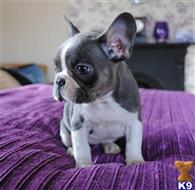french bulldog puppy posted by jl4597090