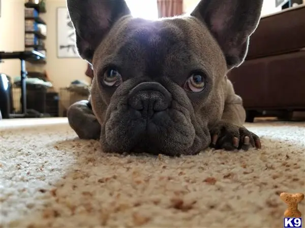 French Bulldog stud dog