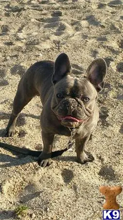 French Bulldog stud dog