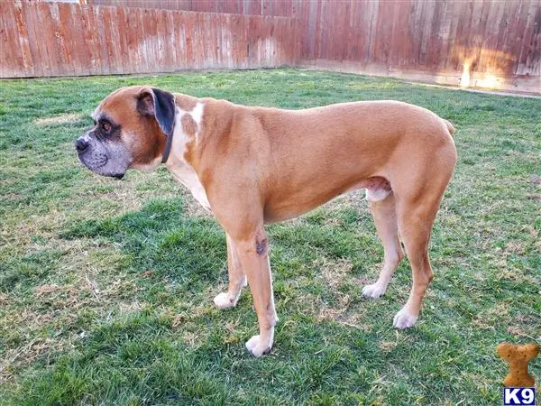 Boxer stud dog