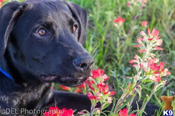 Labrador Retriever stud dog