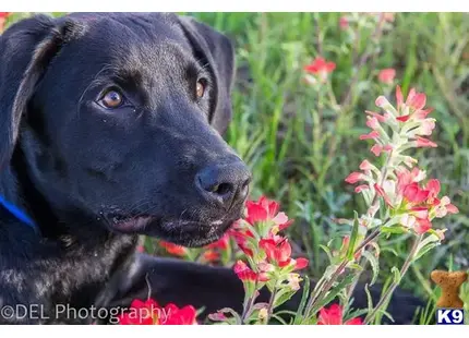 Labrador Retriever