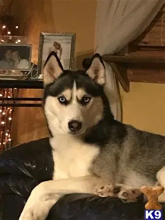 Siberian Husky stud dog