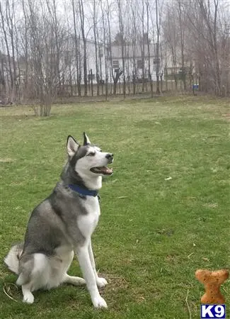 Siberian Husky stud dog