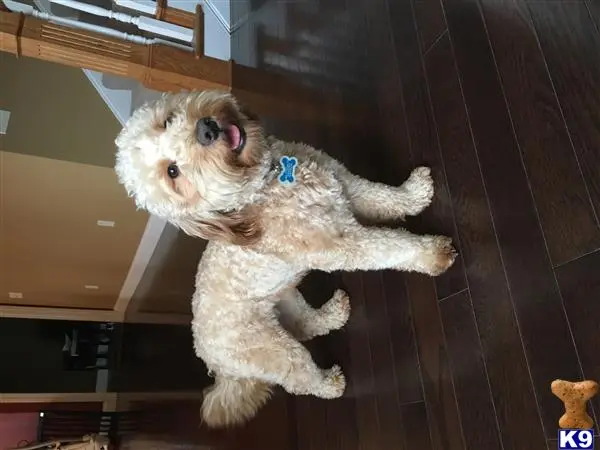 Goldendoodles stud dog