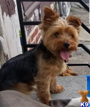 Yorkshire Terrier stud dog