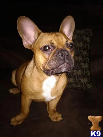 French Bulldog stud dog