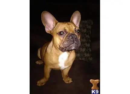 French Bulldog