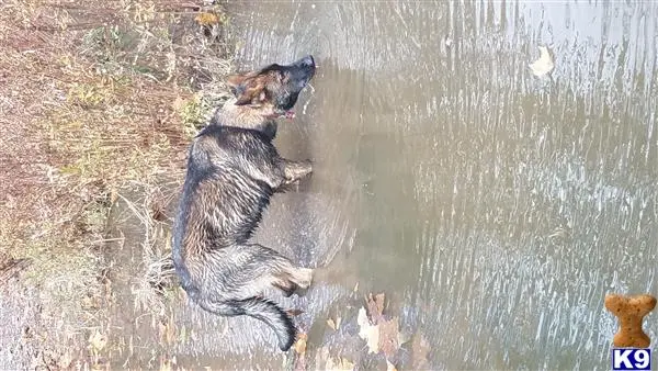 German Shepherd stud dog