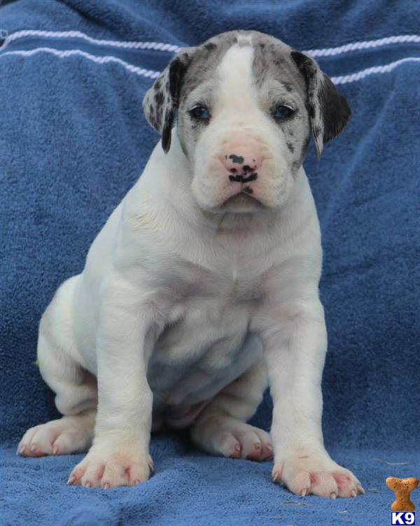 Great Dane Puppy for Sale Delilah AKC Merle Piebald Great Dane