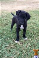 great dane puppy posted by jlester