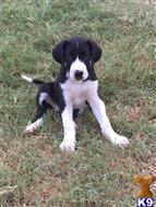 great dane puppy posted by jlester