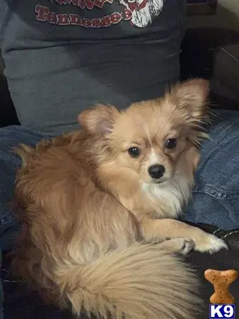 Pomeranian female dog