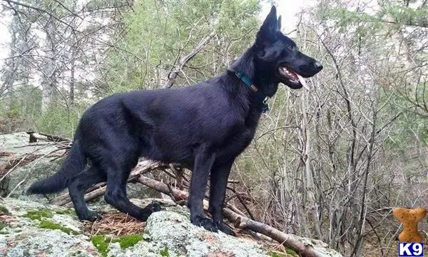 German Shepherd female dog