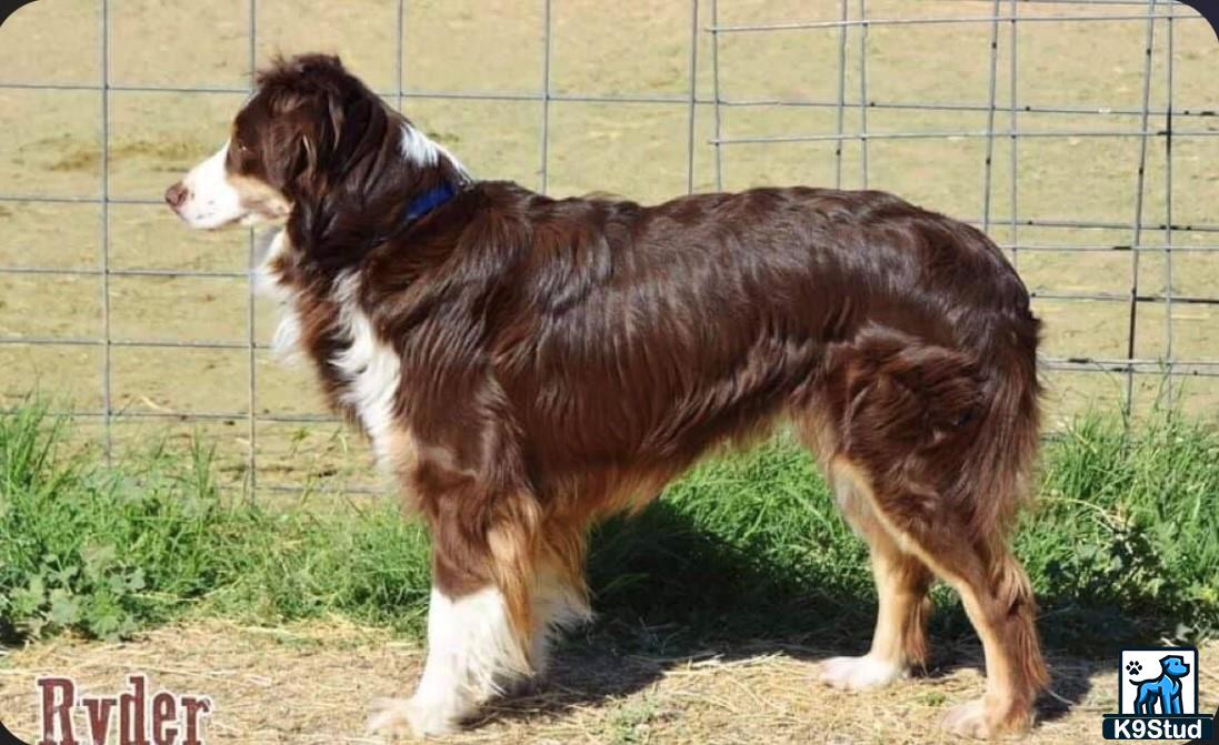 a australian shepherd dog standing on a sidewalk