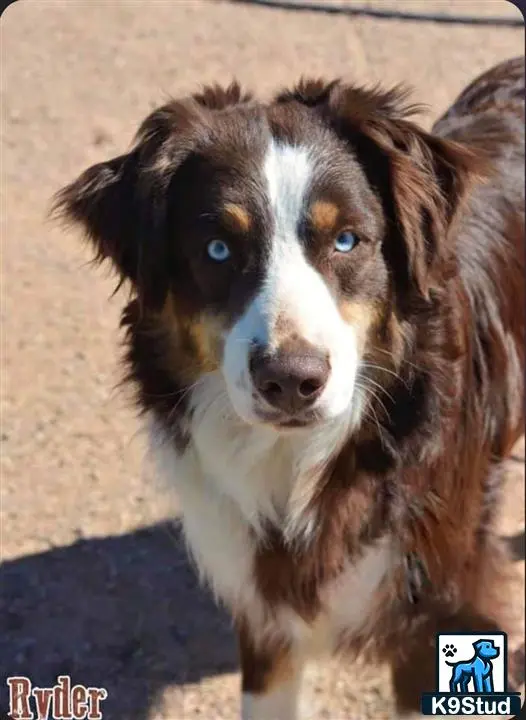 Australian Shepherd stud dog