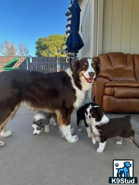 Australian Shepherd stud dog