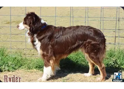 Australian Shepherd