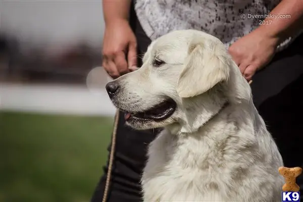 Golden Retriever stud dog