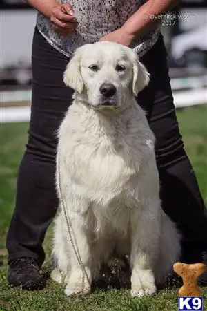 Golden Retriever stud dog