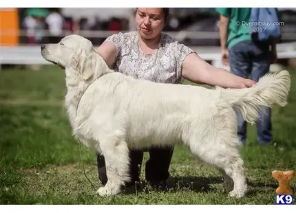 Golden Retriever