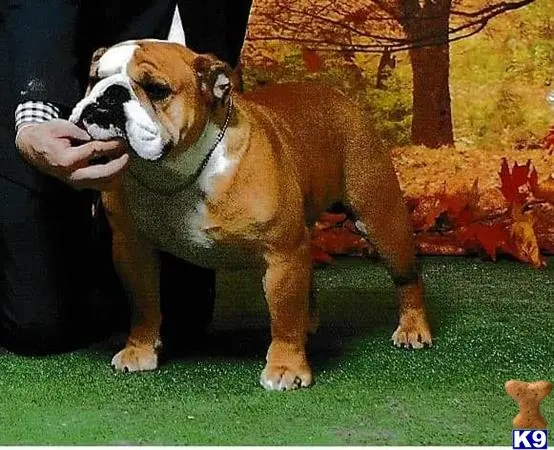 Bulldog stud dog