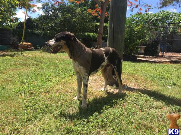 Catahoula dog