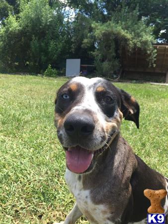 Catahoula dog