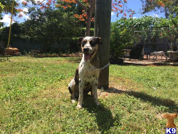 Catahoula dog