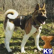 Akita stud dog