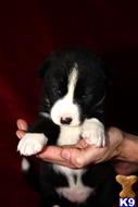akita puppy posted by jlt1202
