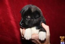 akita puppy posted by jlt1202