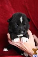 akita puppy posted by jlt1202
