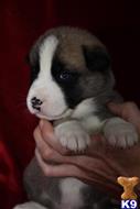 akita puppy posted by jlt1202