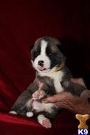 akita puppy posted by jlt1202