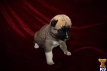 akita puppy posted by jlt1202
