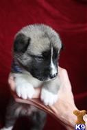 akita puppy posted by jlt1202