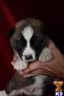akita puppy posted by jlt1202