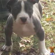 American Pit Bull