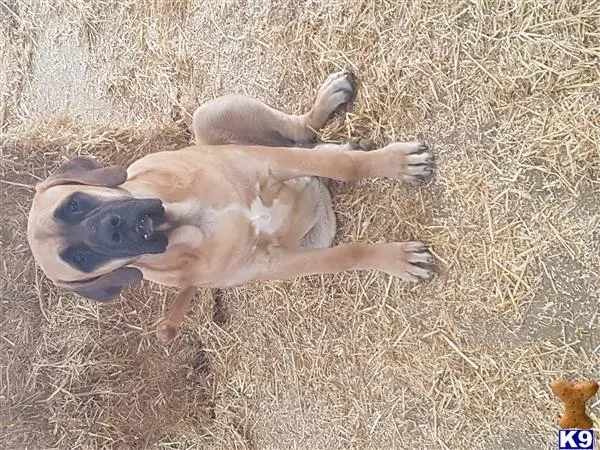 Bullmastiff stud dog