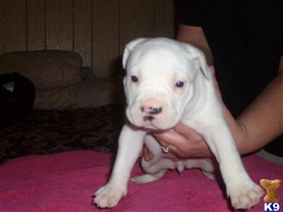 American Pit Bull Puppy for Sale: APBR-Solid White Female -SOLD 15