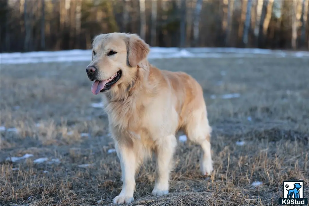 Golden Retriever stud dog