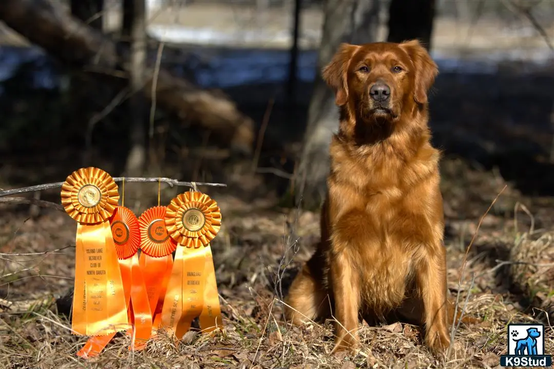 Golden Retriever stud dog