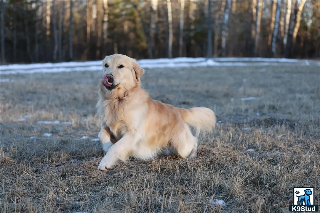 Golden Retriever stud dog