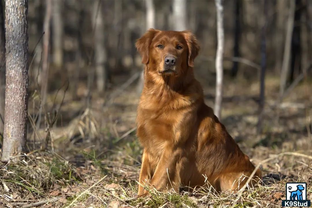 Golden Retriever stud dog