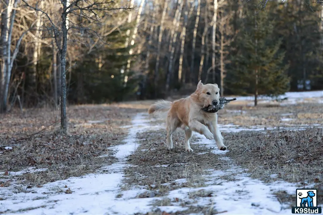 Golden Retriever stud dog