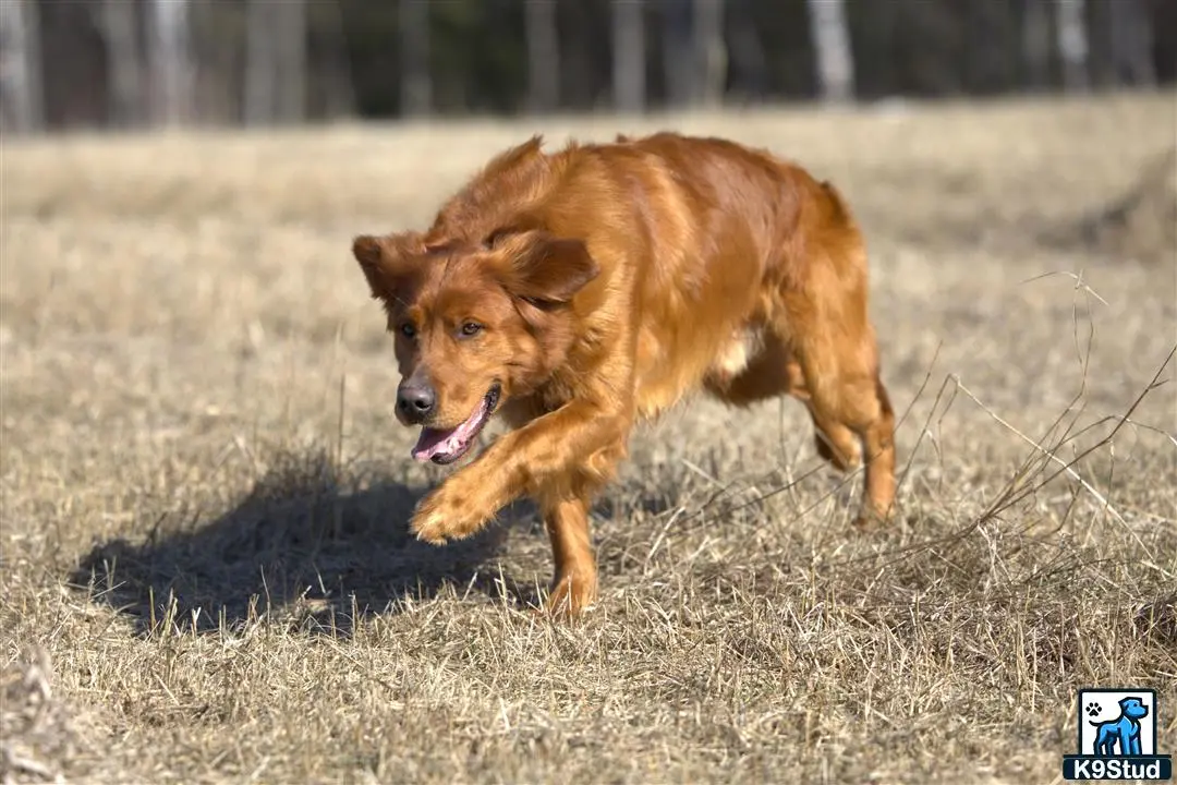 Golden Retriever stud dog