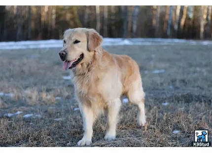 Golden Retriever