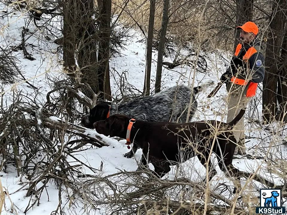 German Shorthaired Pointer stud dog